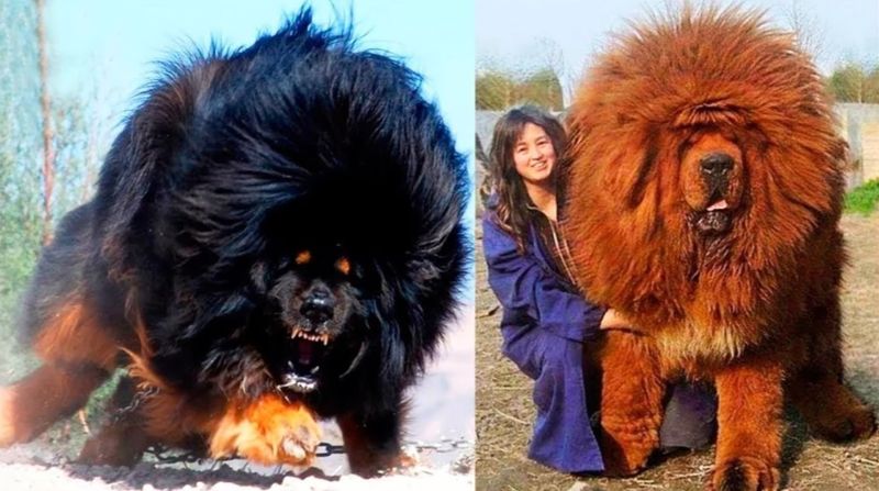 Tibetan Mastiff