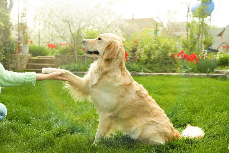 Giving a Paw