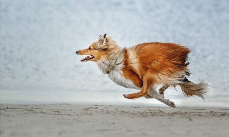 Joyful Zoomies
