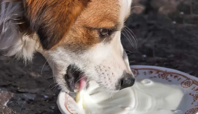 Milk and Dairy Products