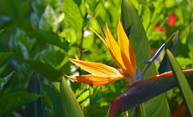 Bird of Paradise