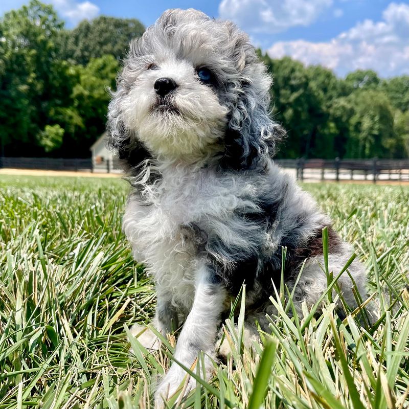 Shih-Poo