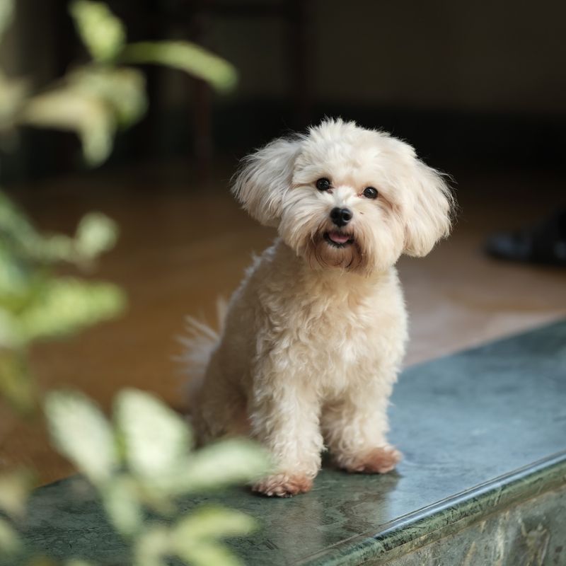 Maltipoo