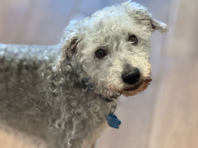 Schnoodle