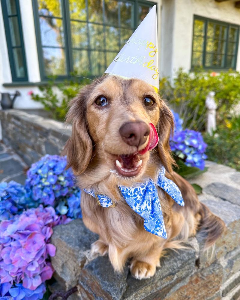 Dachshund