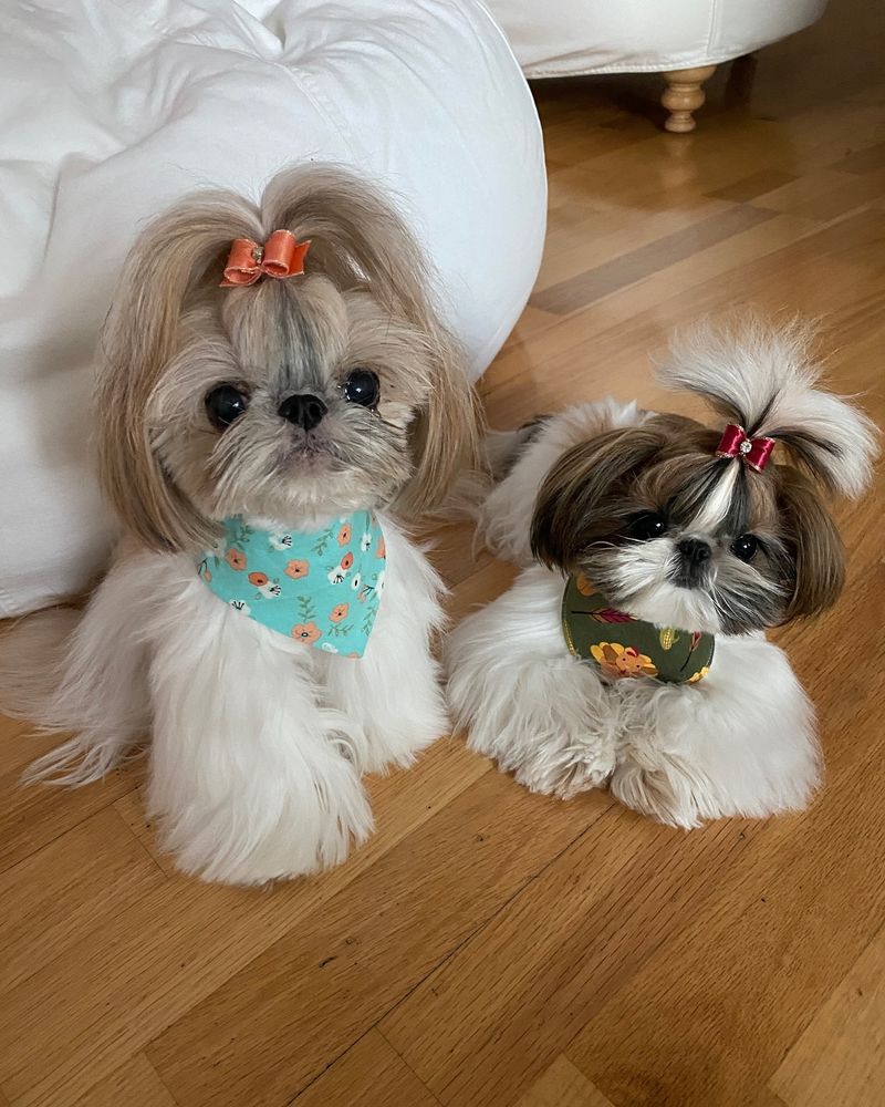 Shih Tzu