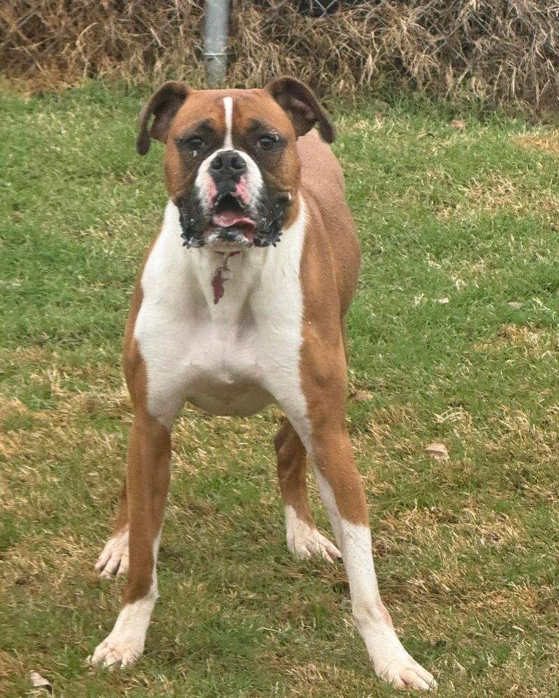 Boxer