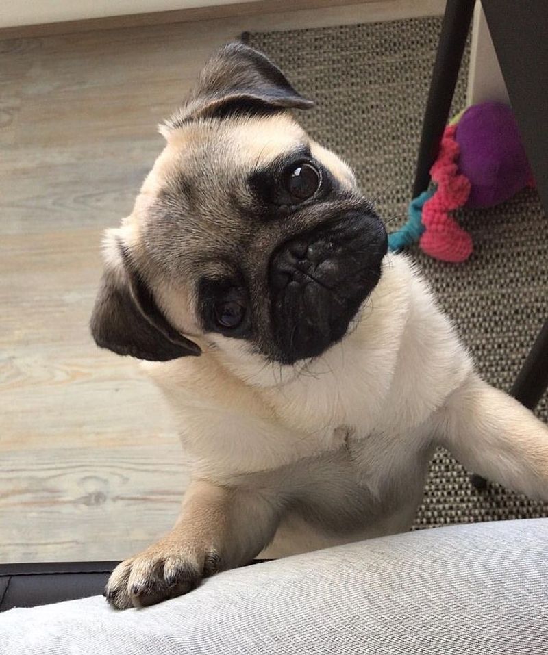 Pug