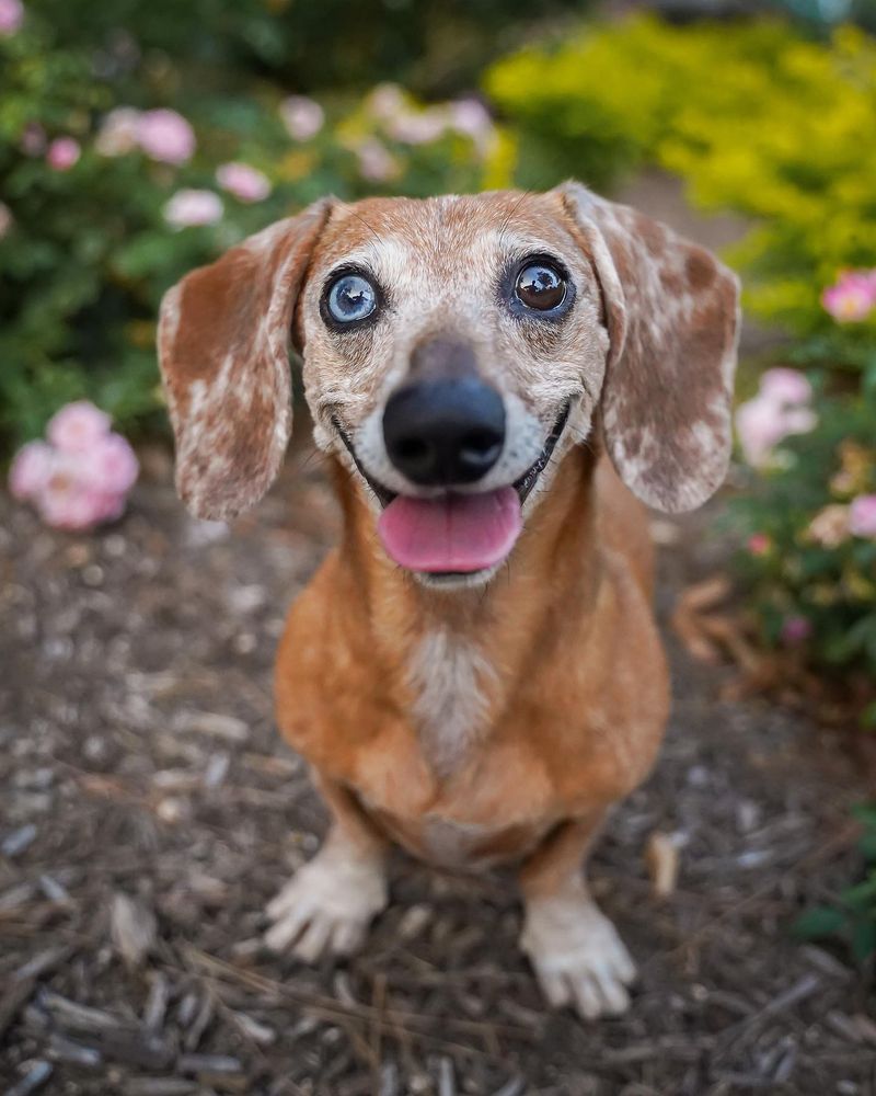 Dachshund