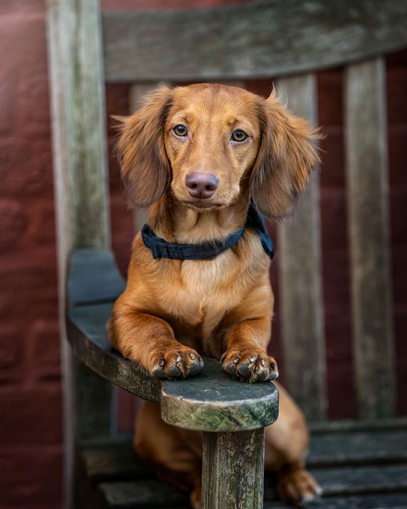 Dachshund