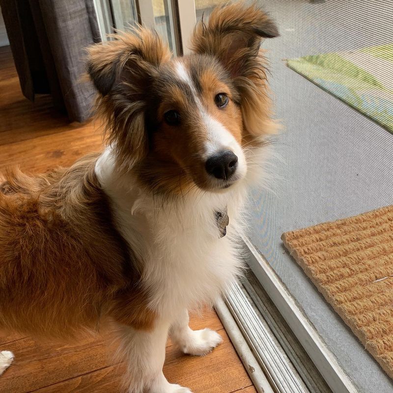 Sheltie (Shetland Sheepdog)