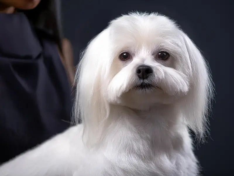 Maltese