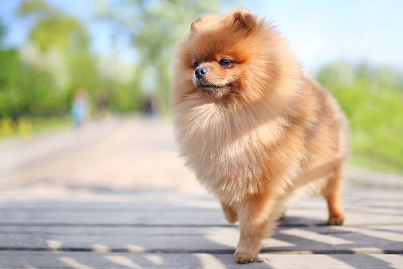 Pomeranian