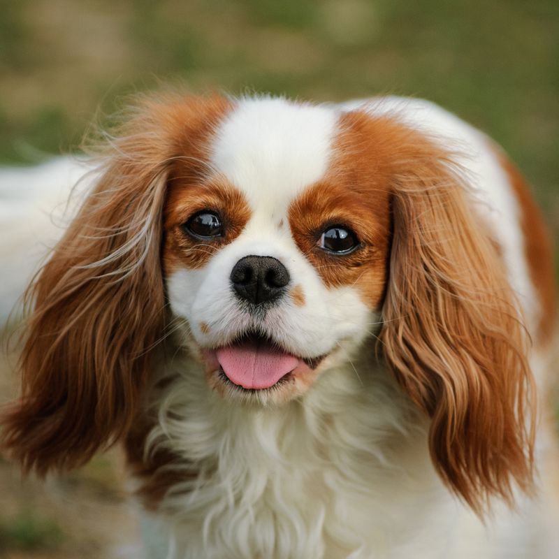 Cavalier King Charles Spaniel