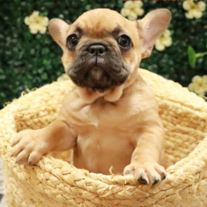 French Bulldog