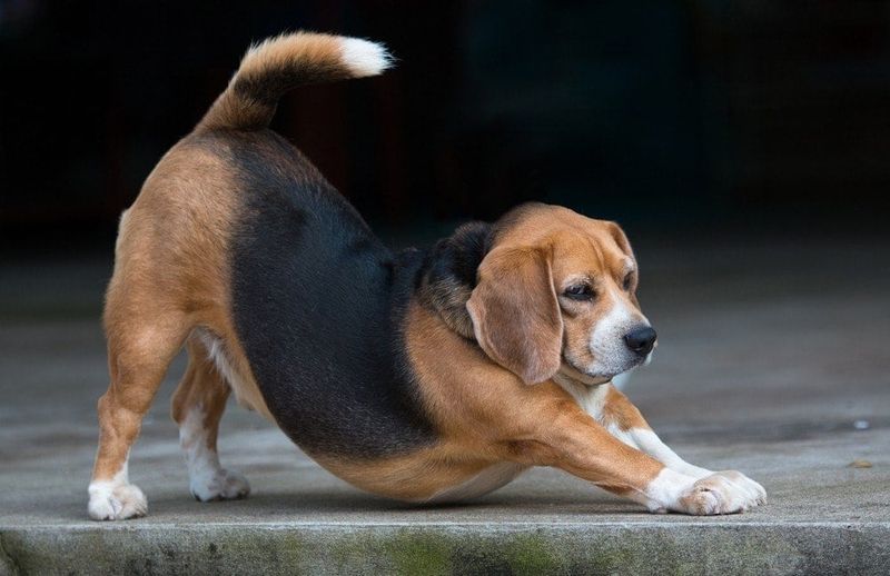 Beagle
