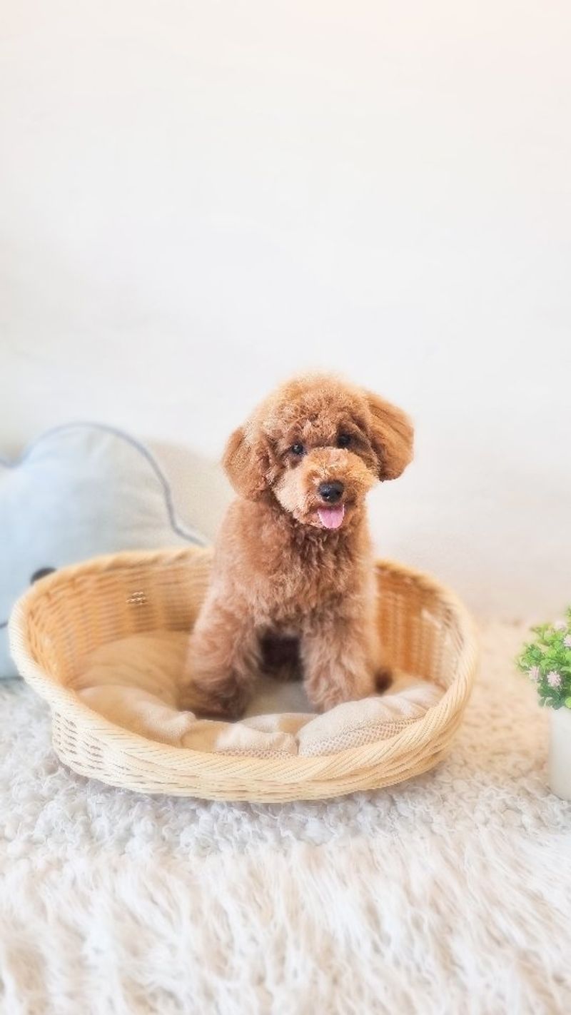 Toy Poodle
