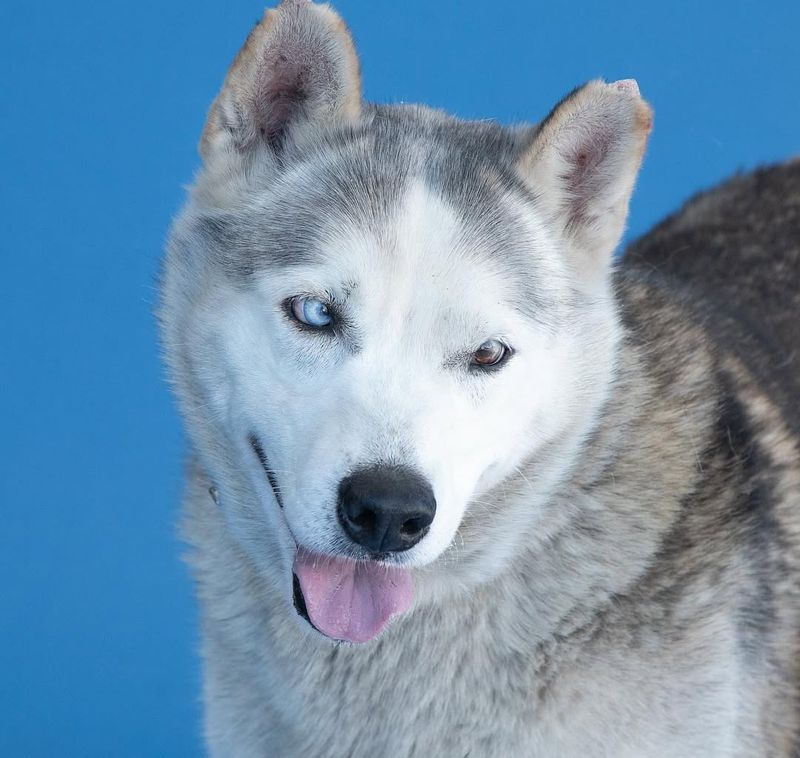 Siberian Husky