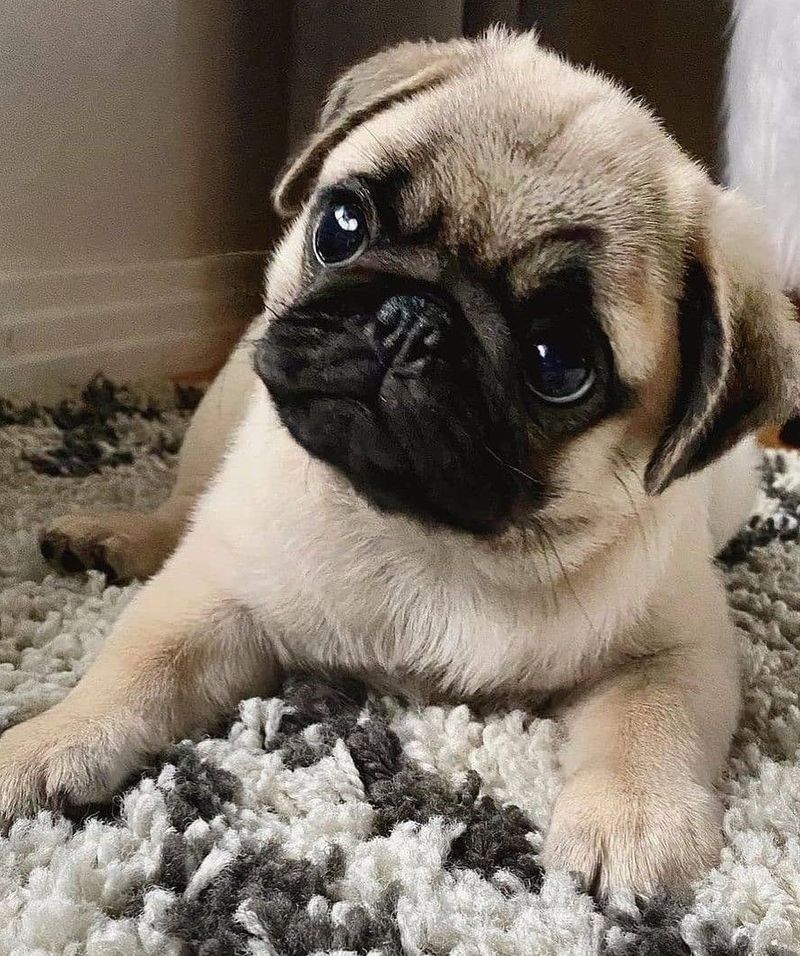 Pug
