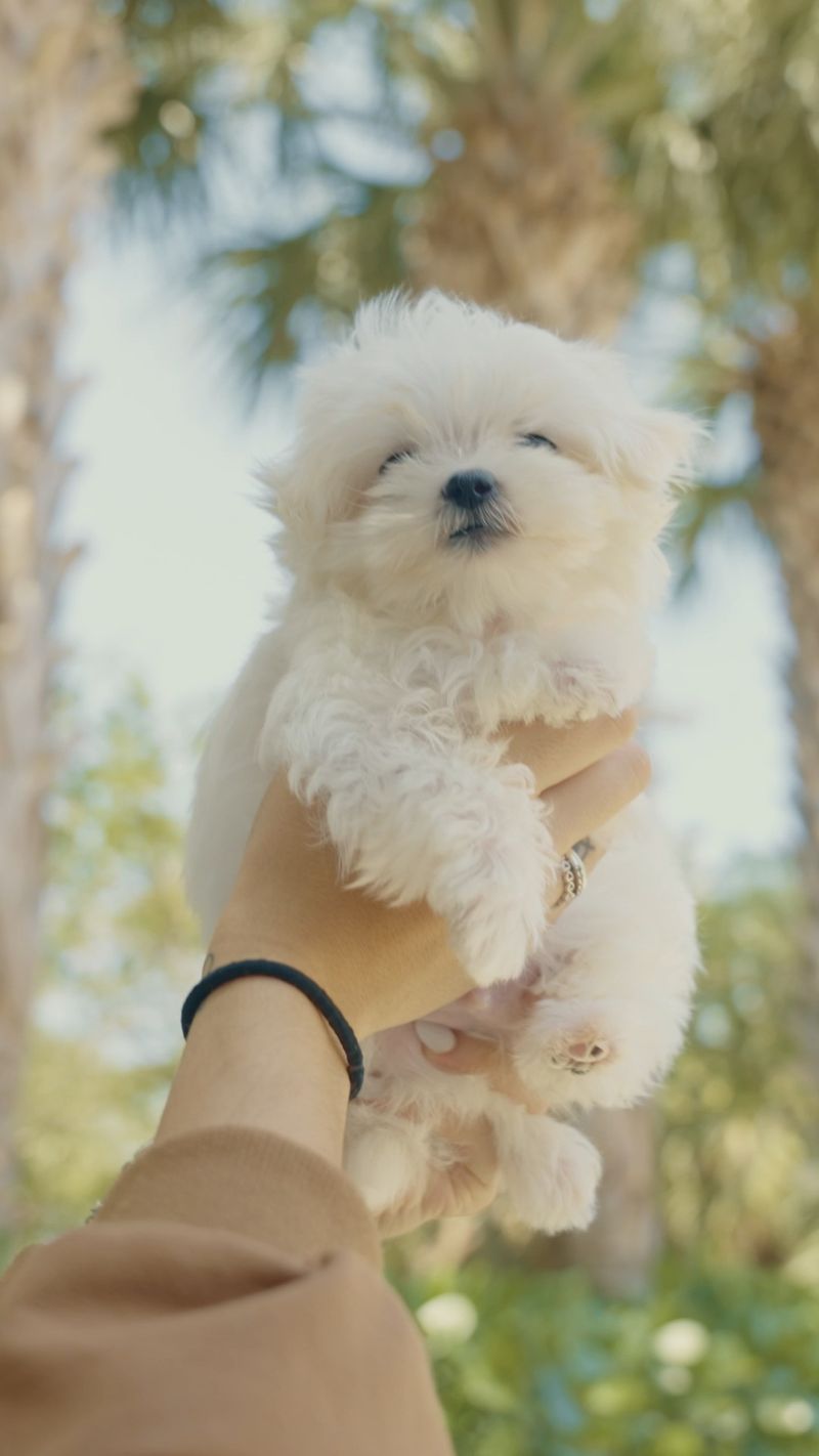 Maltese