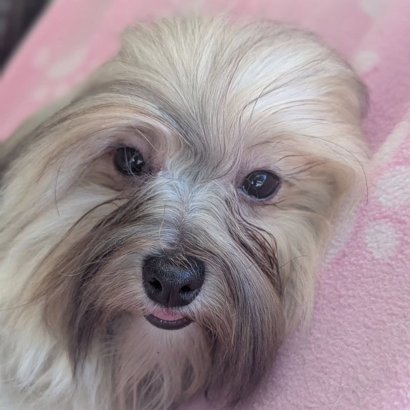 Havanese