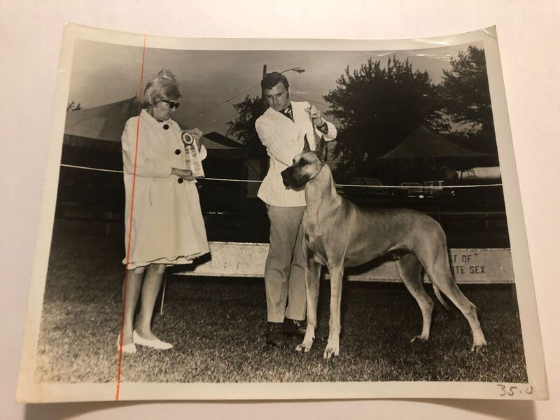 Great Dane