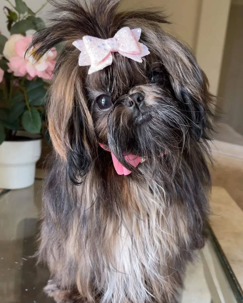 Shih Tzu