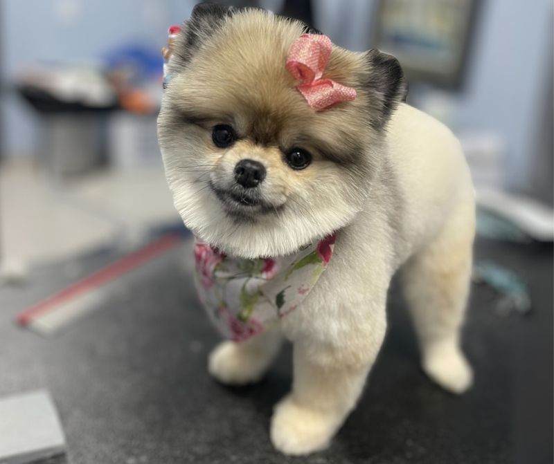 Pomeranian