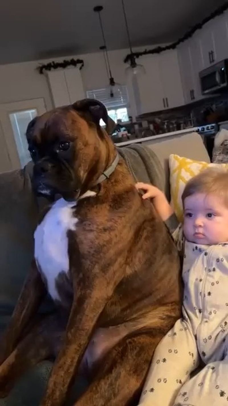 Boxer