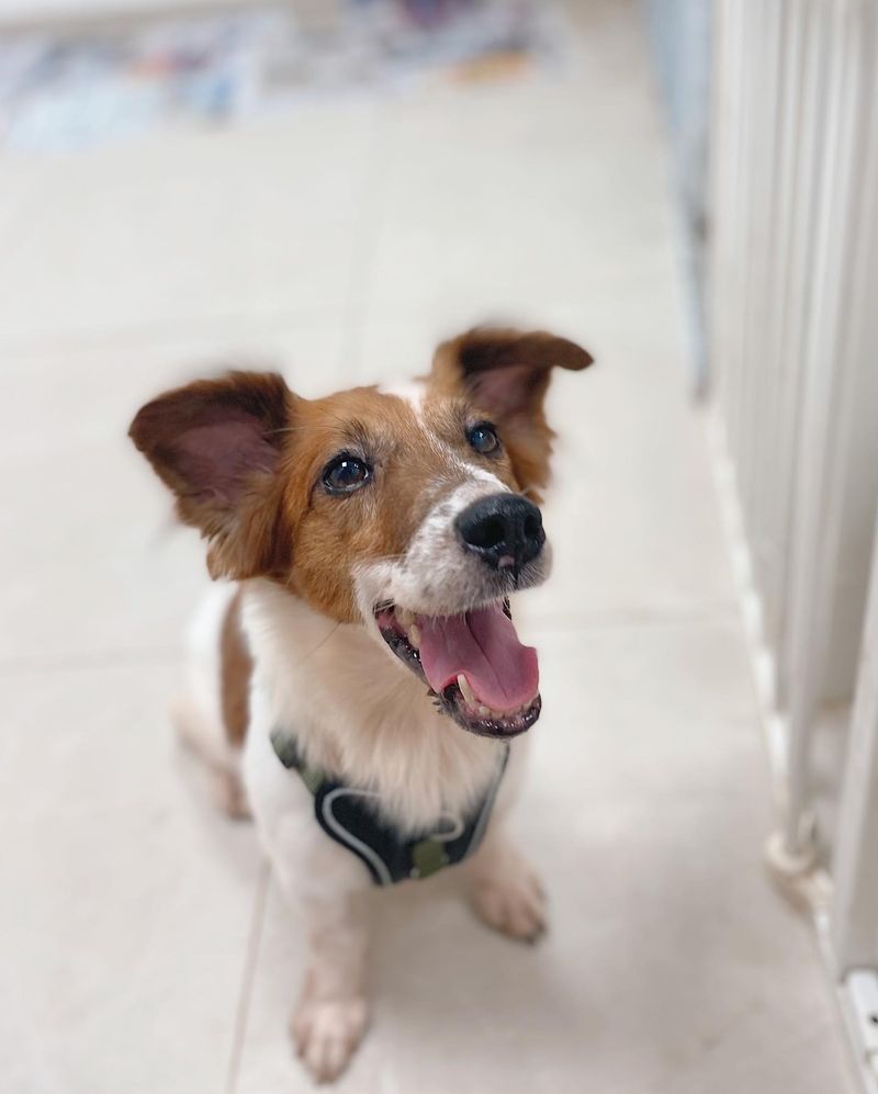 Jack Russell Terrier