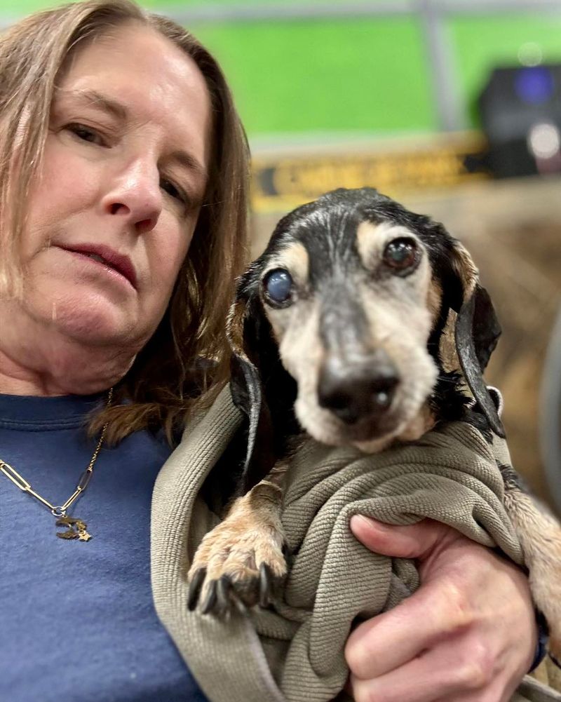 Dachshund