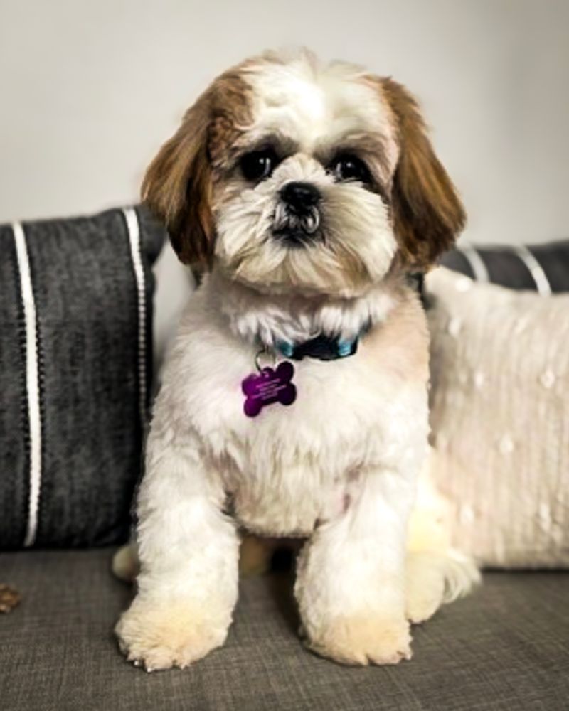 Shih Tzu