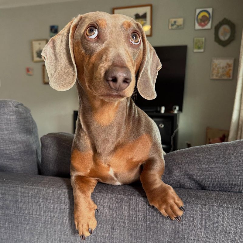 Dachshund