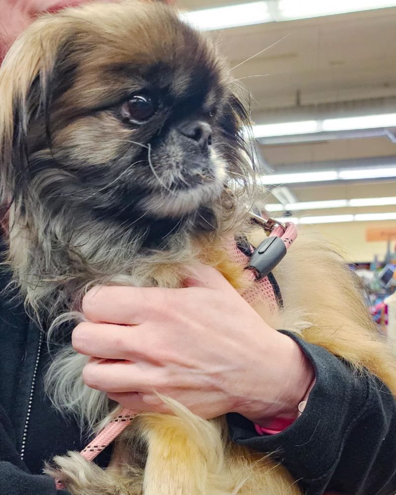 Pekingese