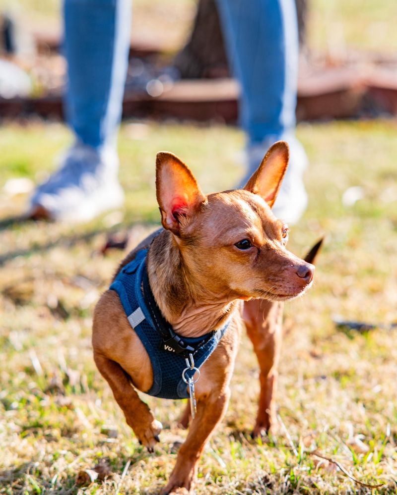 Chihuahua