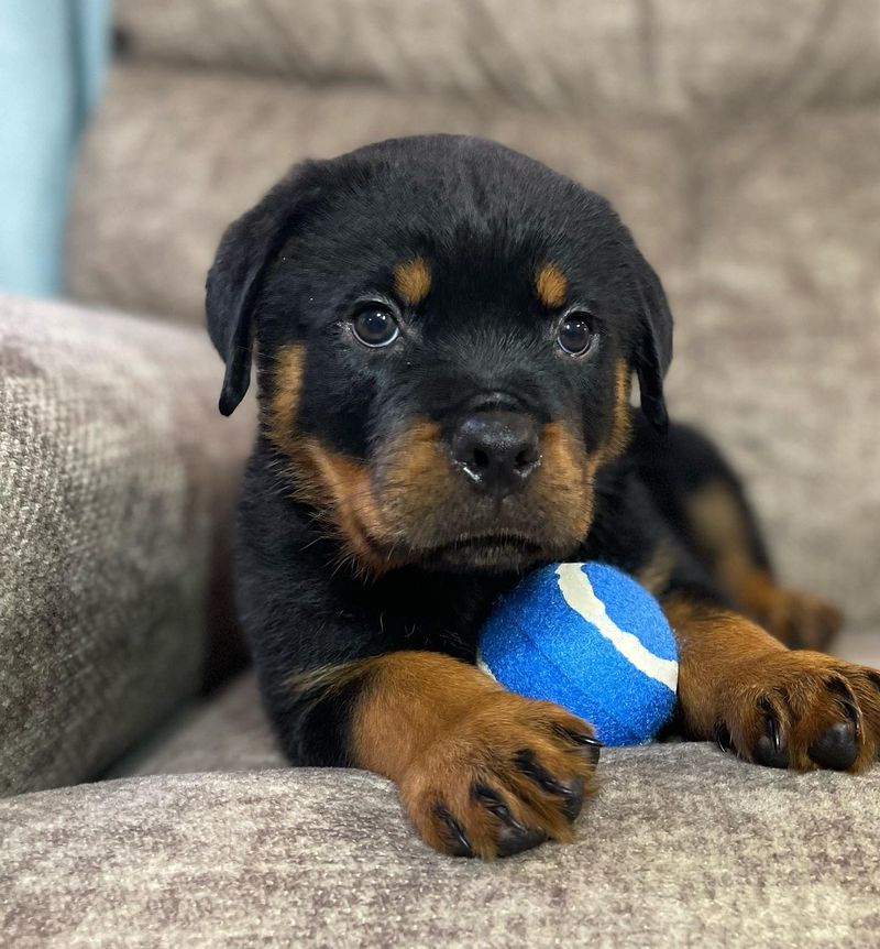 Rottweiler