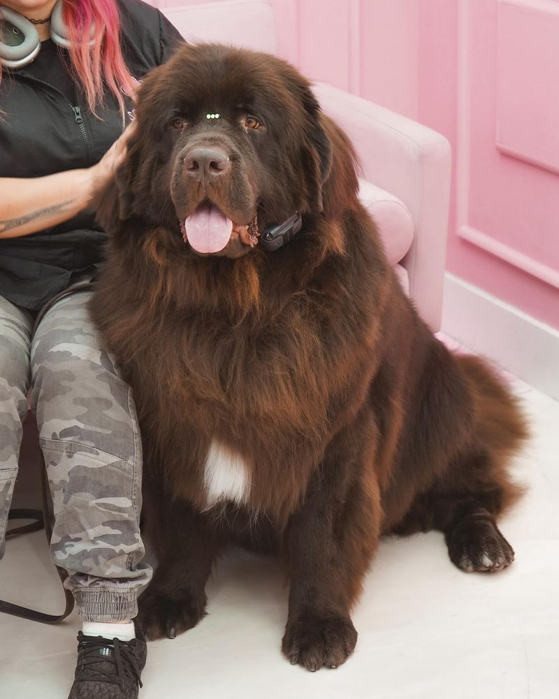 Newfoundland