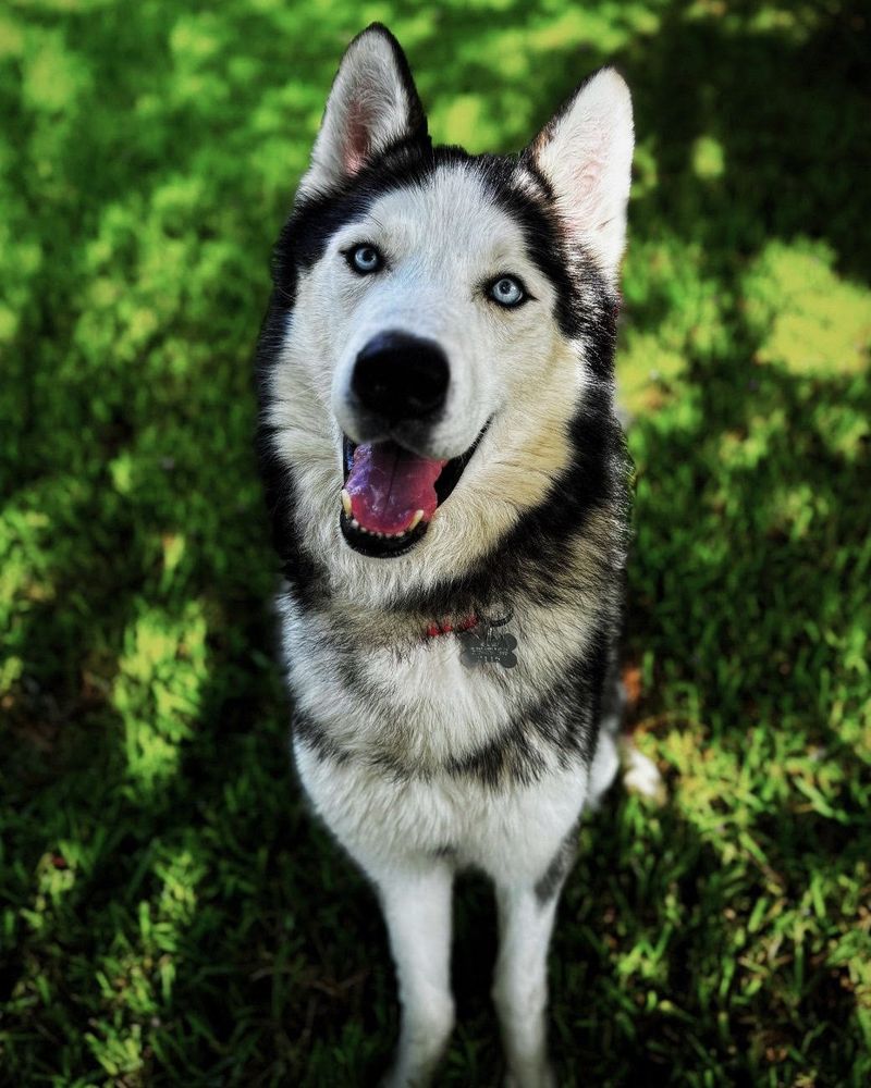 Siberian Husky