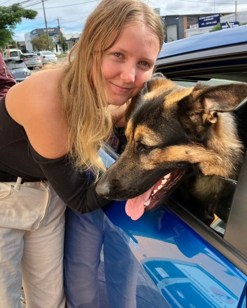 German Shepherd
