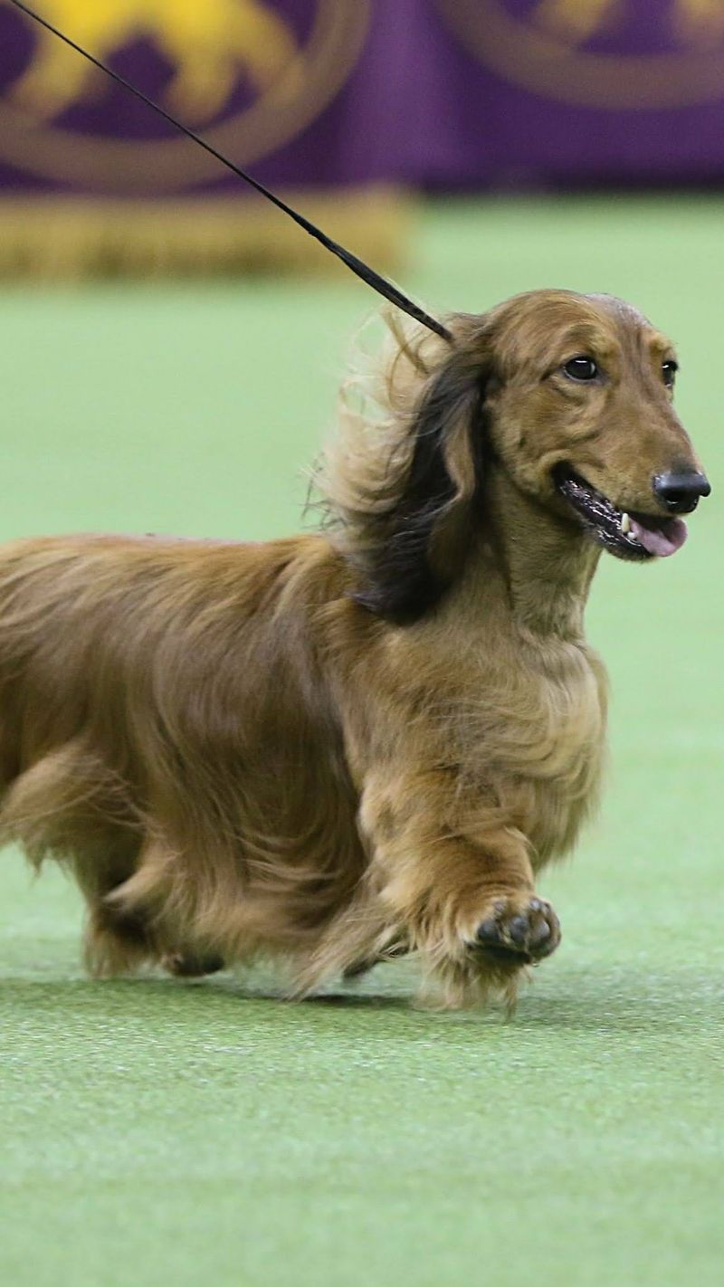 Dachshund