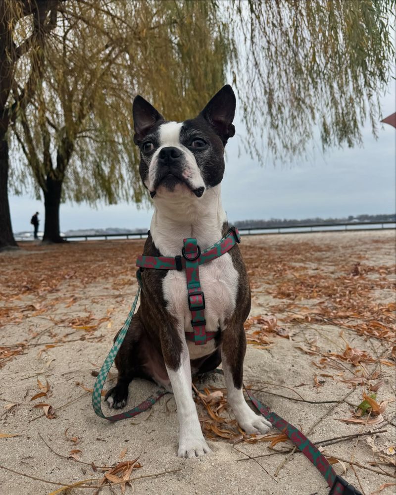 Boston Terrier