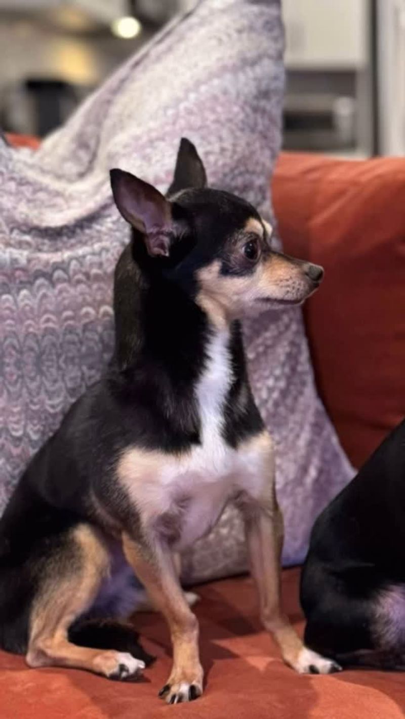 Chihuahua
