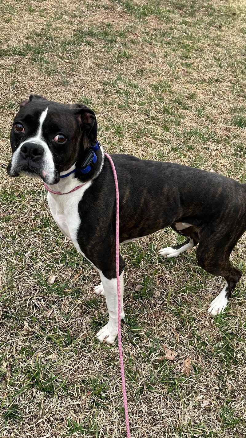 Boxer