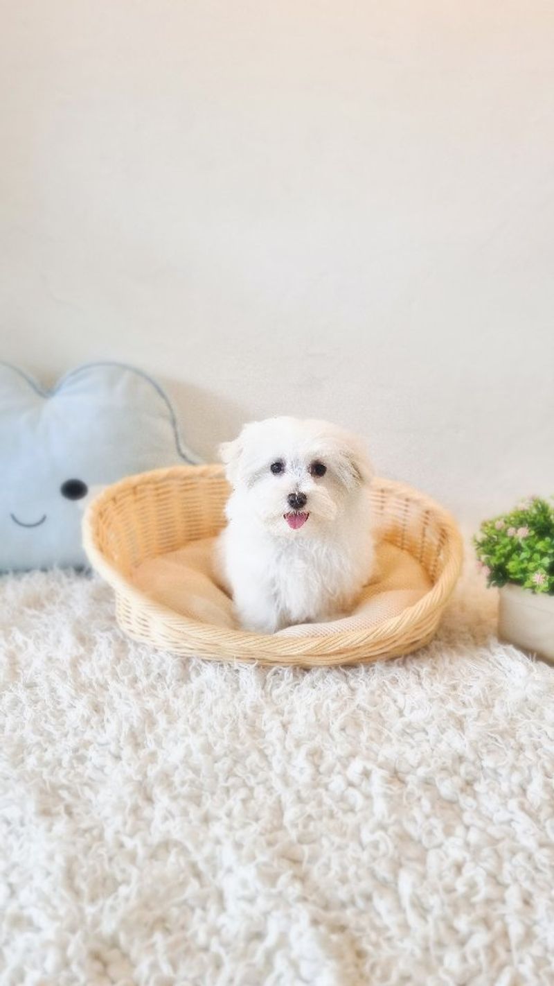 Maltese