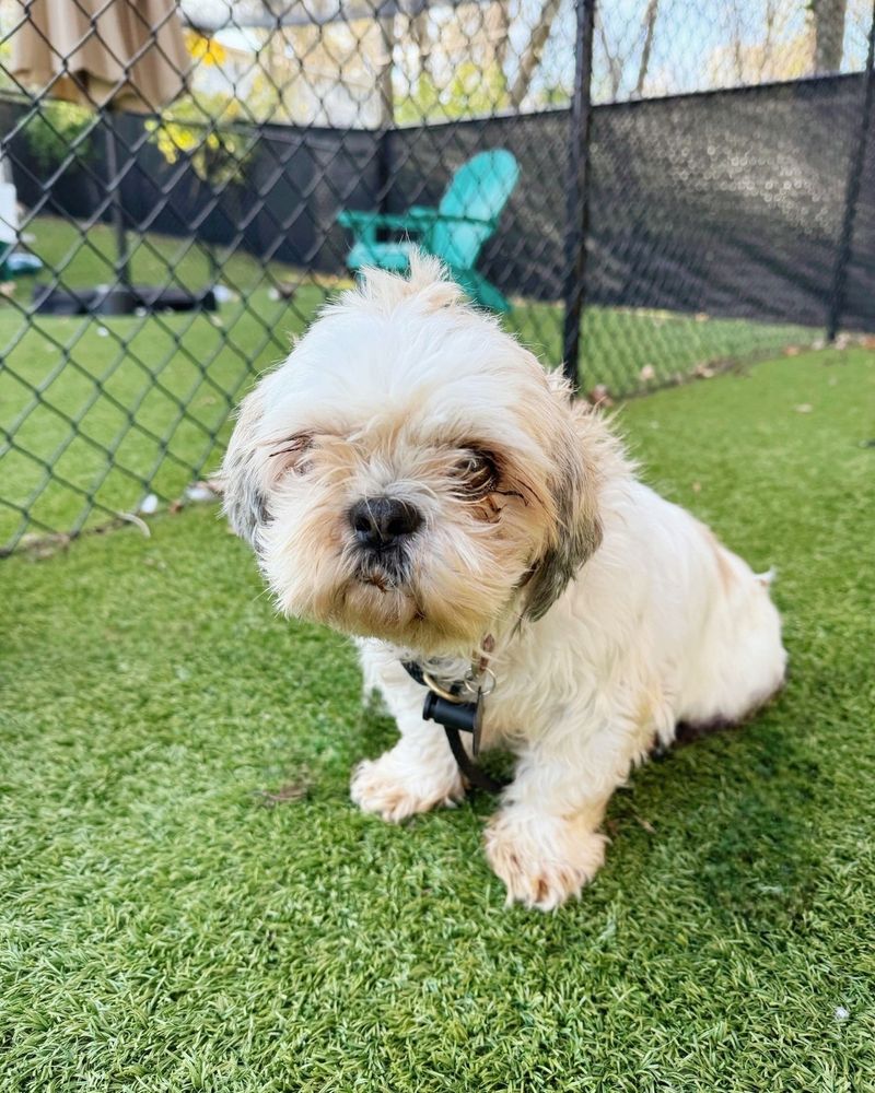 Shih Tzu
