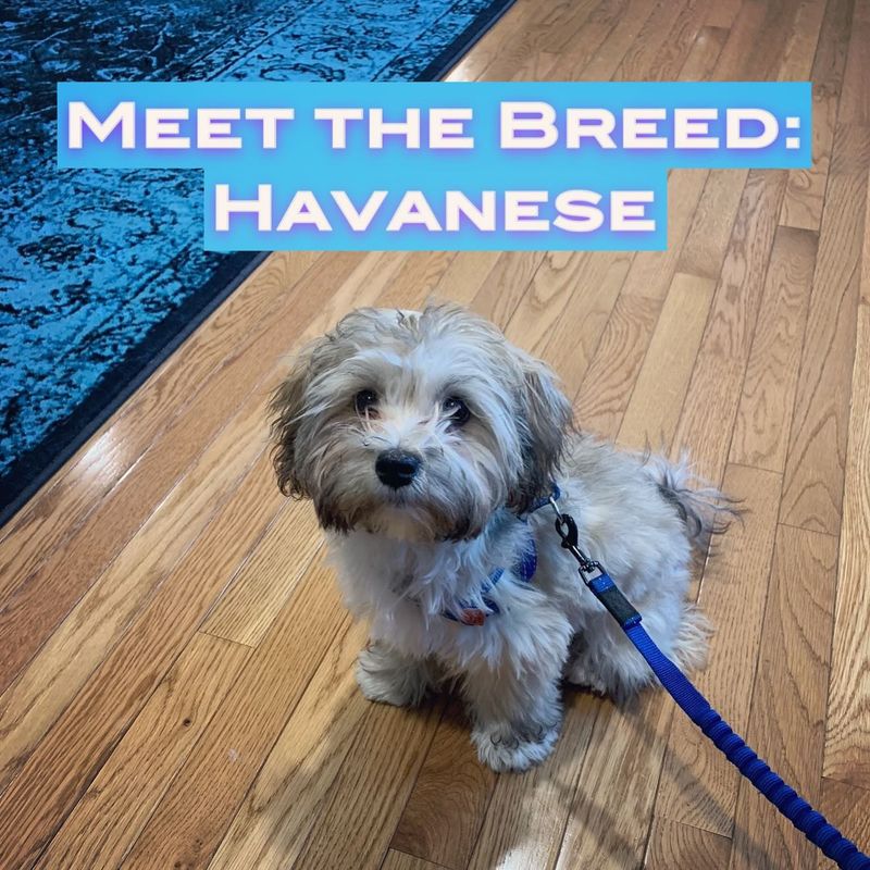 Havanese