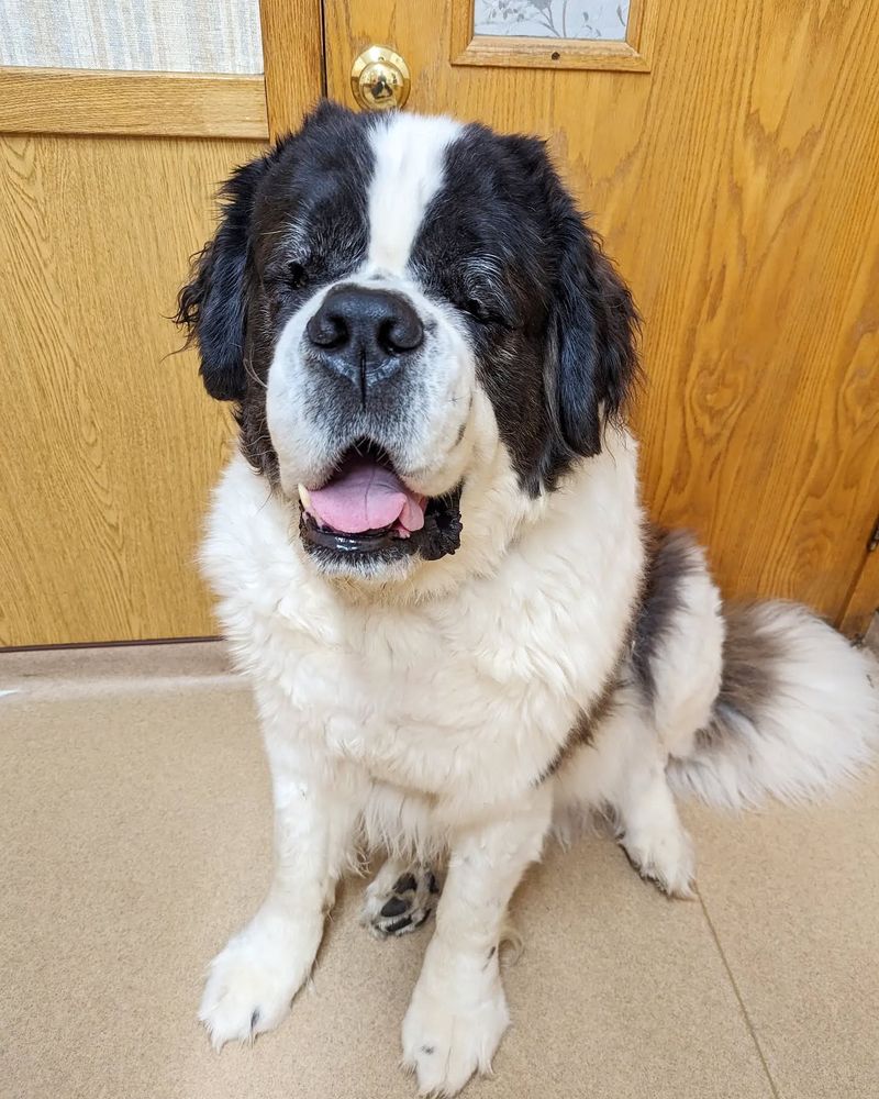 Saint Bernard