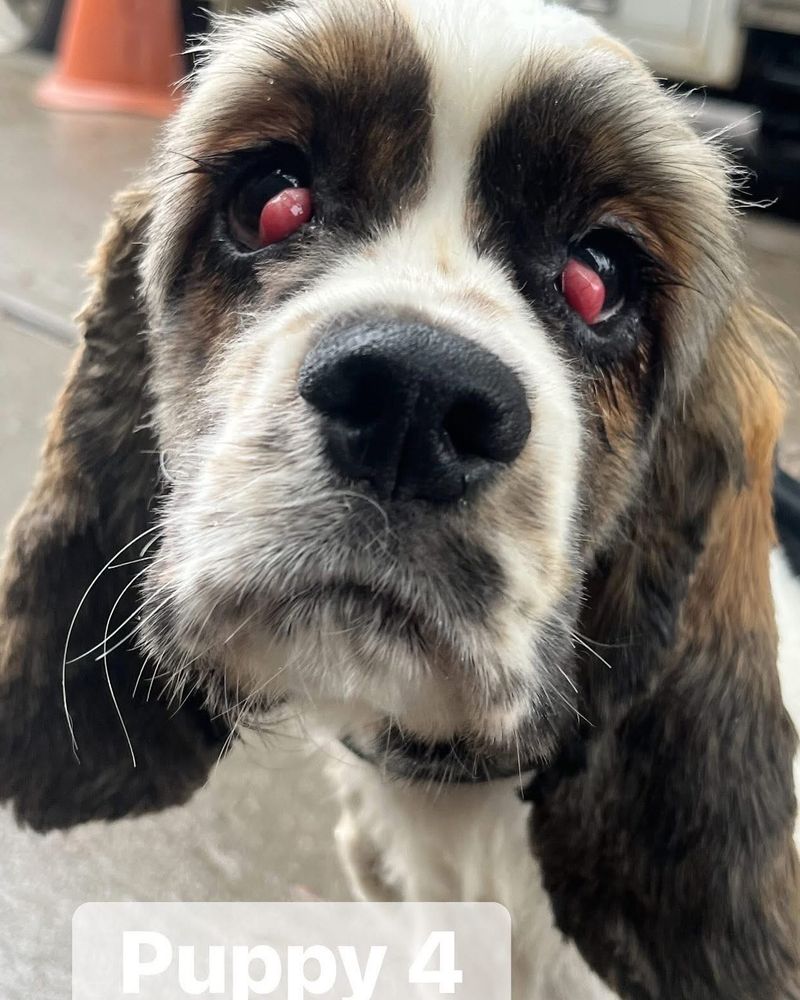 Cocker Spaniel
