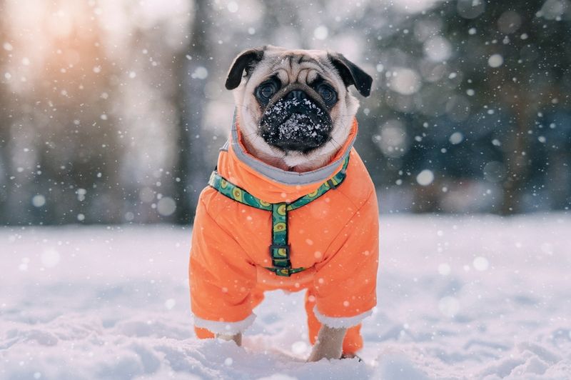 Pug
