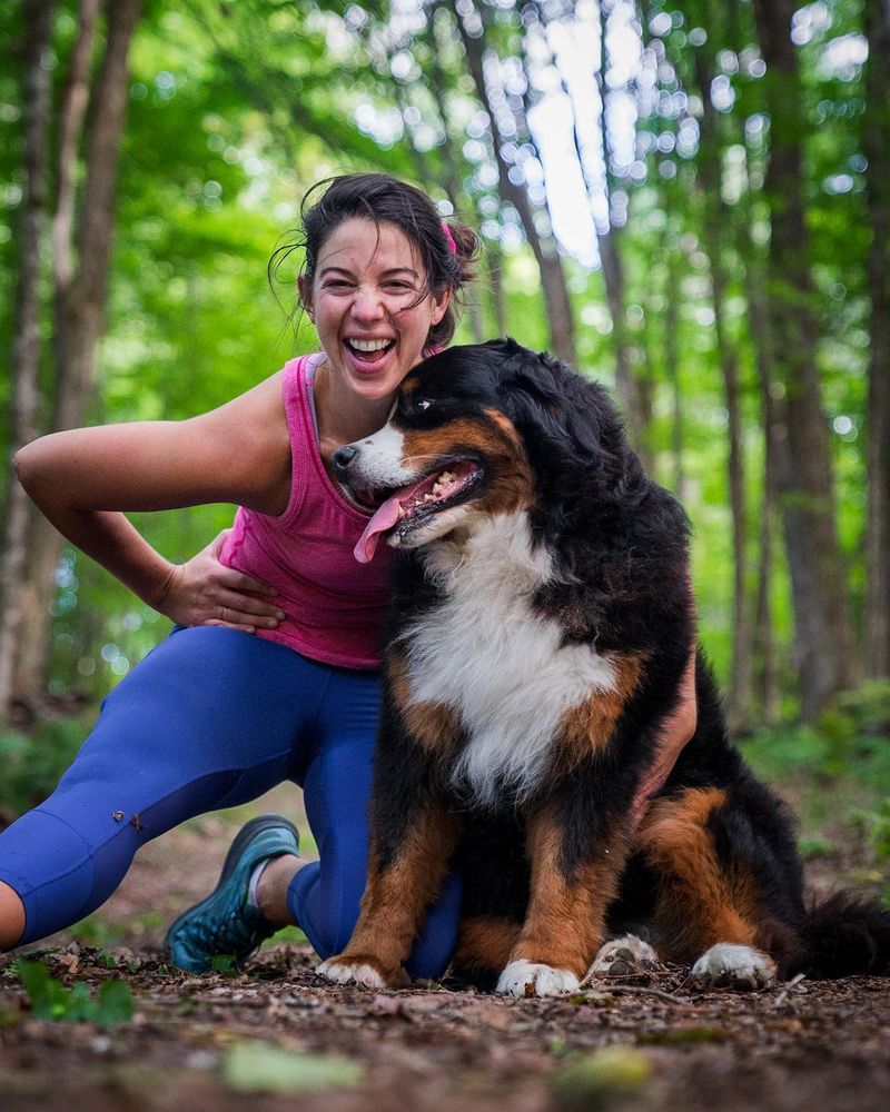 Bernese Mountain Dog